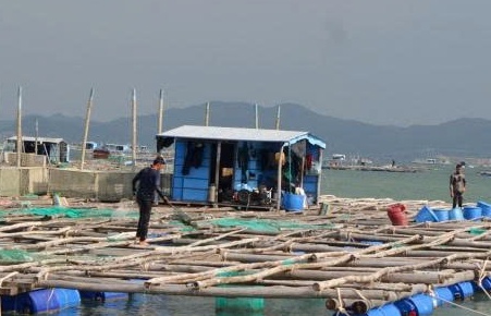 Nhà đầu tư Hàn Quốc đề xuất dự án nuôi tôm hùm lớn tại Phú Yên