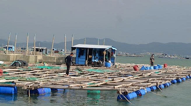 Nhà đầu tư Hàn Quốc đề xuất dự án nuôi tôm hùm lớn tại Phú Yên