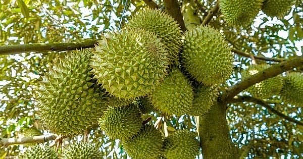 Sầu riêng Việt 'nâng tầm' chuẩn quốc tế