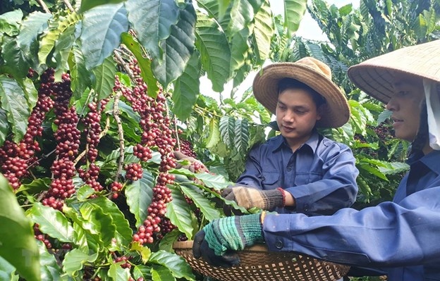 Cà phê Việt Nam giữ giá cao kỷ lục, hướng tới mốc 8 tỷ USD xuất khẩu