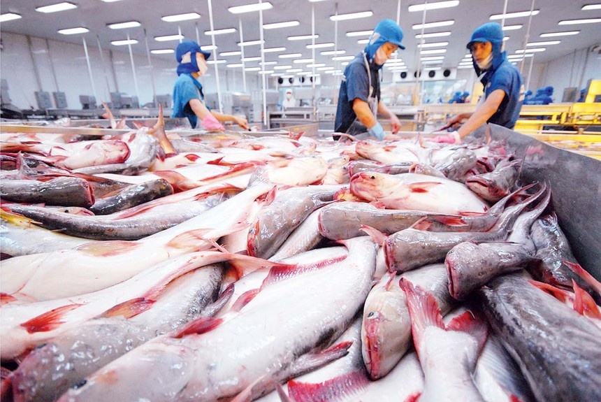 Thị trường Nhật Bản mở rộng nhu cầu với cá tra Việt Nam