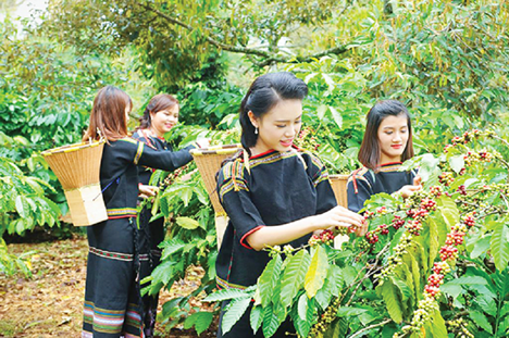 Cà phê Việt bứt phá ngoạn mục trên thị trường thế giới