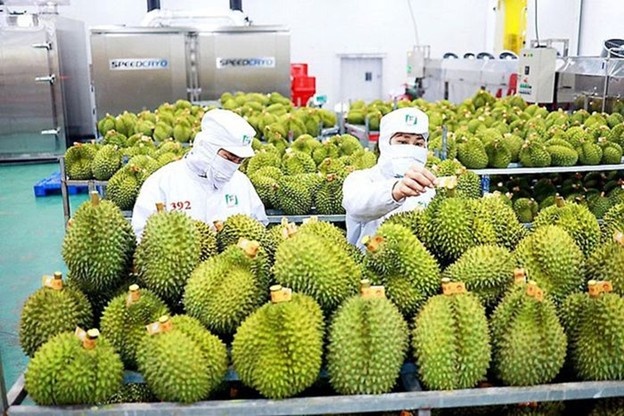 Sầu riêng dẫn dắt tăng trưởng, mở rộng xuất khẩu