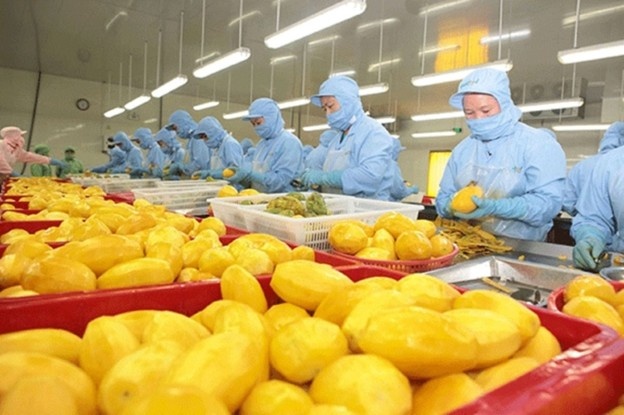 Sầu riêng dẫn dắt tăng trưởng, mở rộng xuất khẩu