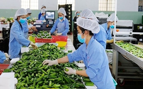 Cơ hội vàng cho nông sản Việt tại thị trường Hoa Kỳ