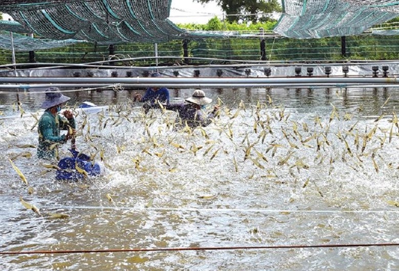 Xuất khẩu tôm tháng 10 đạt mức cao nhất từ đầu năm