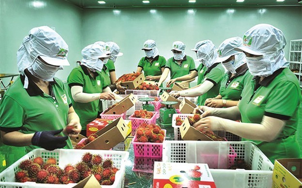 Việt Nam cần tiếp tục nâng cao chất lượng nông sản và chiến lược chiếm lĩnh thị trường xuất khẩu sang Trung Quốc. 