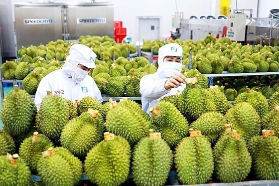 Gỡ nút thắt kiểm nghiệm, các tỉnh phía Nam cứu đầu ra cho sầu riêng xuất khẩu
