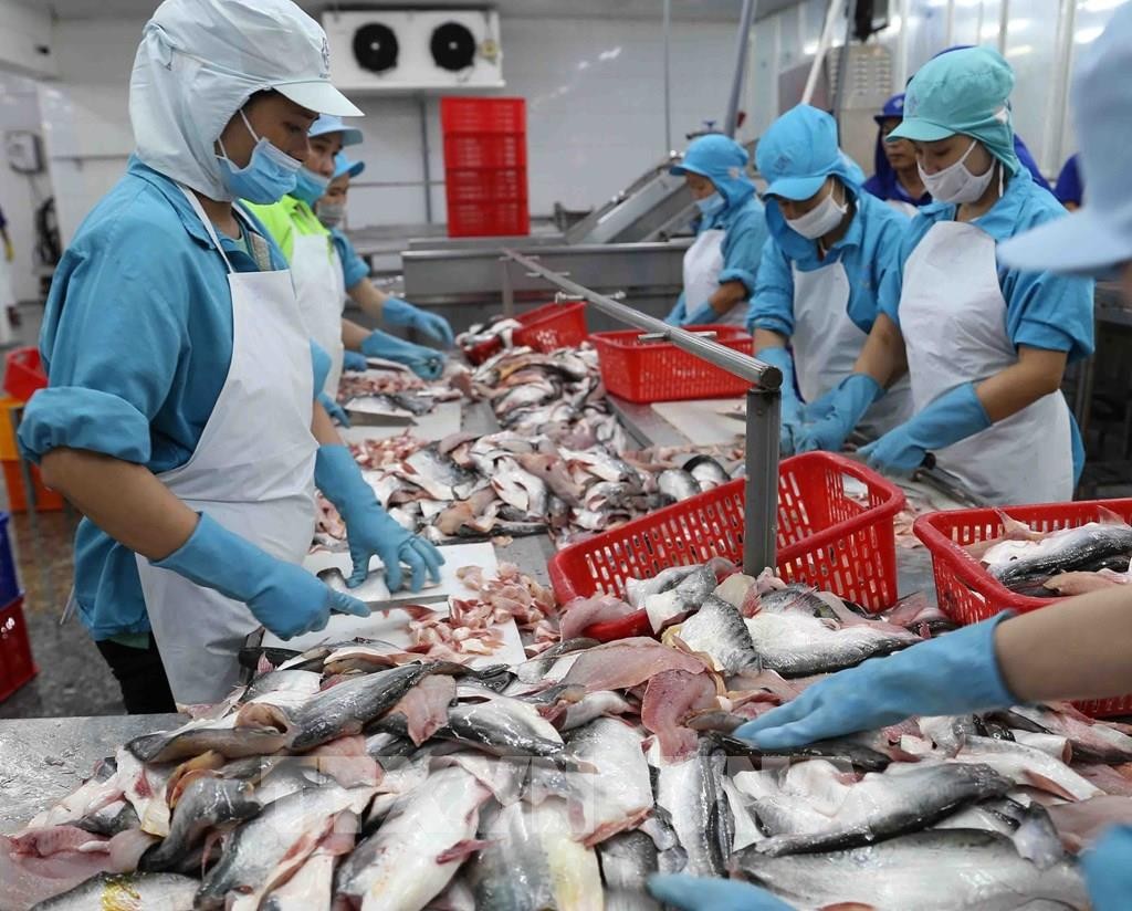 Xuất khẩu thủy sản đang là mũi nhọn trong phát triển kinh tế bền vững ở Việt Nam. 