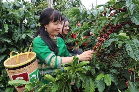 Trong 11 tháng năm 2025, xuất khẩu cà phê của Việt Nam đạt 1,4 triệu tấn và 7,94 tỷ USD, mức cao nhất từ trước đến nay.