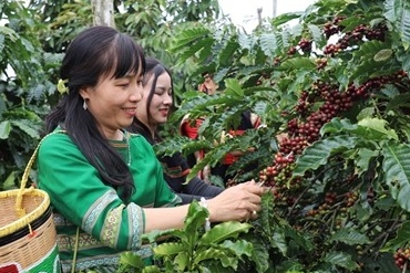 Giá cà phê giảm mạnh, xuất khẩu đối mặt nhiều áp lực