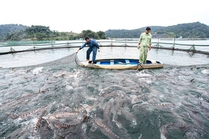 Thủy sản Việt Nam cần xanh hóa chuỗi giá trị (nuôi tuần hoàn, năng lượng sạch).
