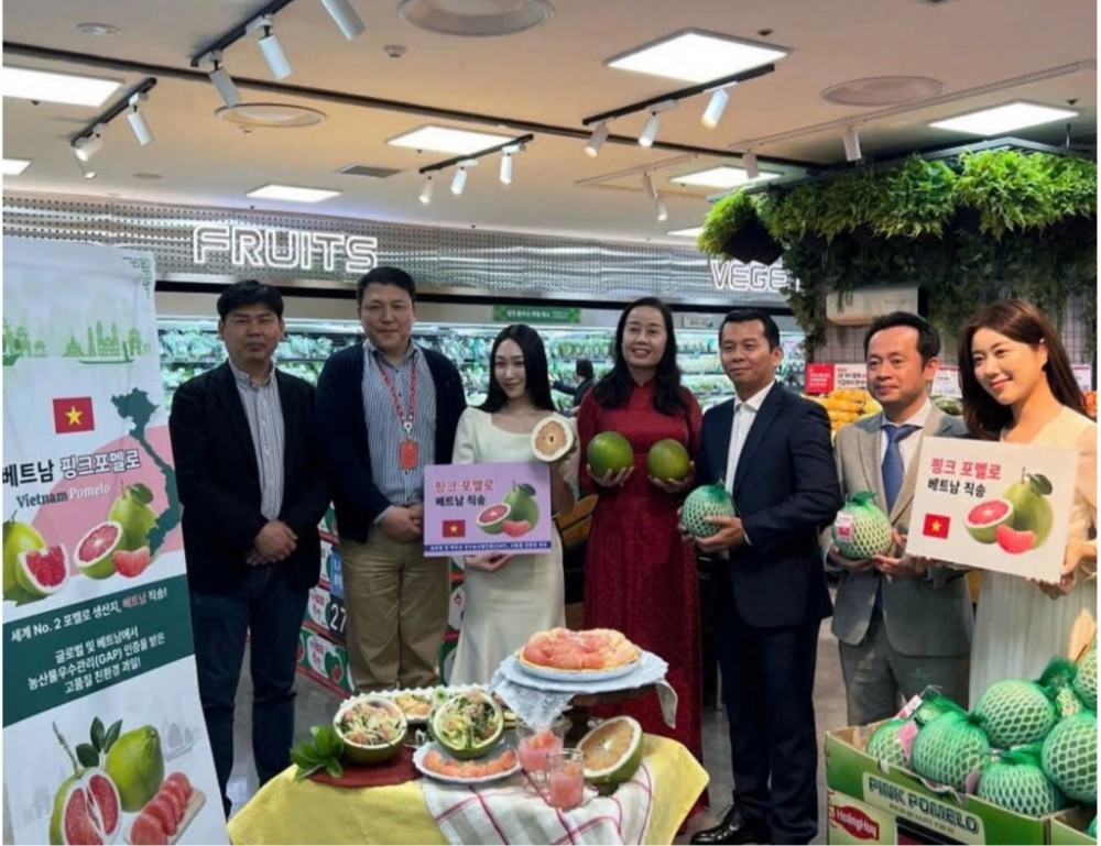 Trái bưởi Việt Nam được nhập khẩu chính ngạch vào thị trường Hàn Quốc từ tháng 8 năm 2024. Ảnh: BCT