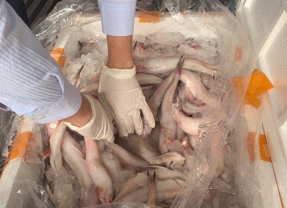Chuyển Công an vụ vận chuyển trái phép hơn 10 tấn cá khoai chứa chất cấm
