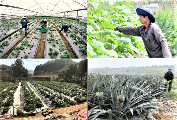 Phát triển nông nghiệp hữu cơ ở Sơn La: Từ định hướng chính sách đến thực tiễn sản xuất Phát triển nông nghiệp hữu cơ ở Sơn La: Từ định hướng chính sách đến thực tiễn sản xuất