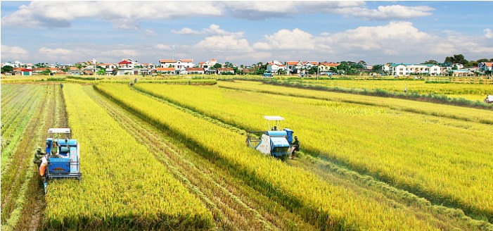 Nông, lâm nghiệp và thủy sản năm 2025: Vững vàng trước thiên tai, dịch bệnh