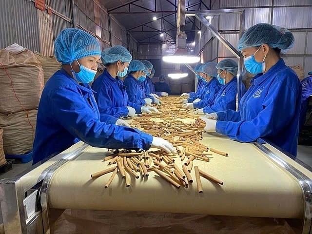 Quế Việt Nam đang mở rộng xuất khẩu sang nhiều thị trường.