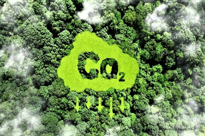 Phát triển kinh tế lâm nghiệp nhìn từ tín chỉ carbon rừng