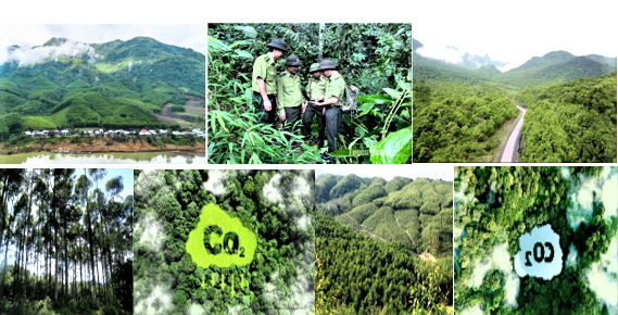 Phát triển kinh tế lâm nghiệp nhìn từ tín chỉ carbon rừng