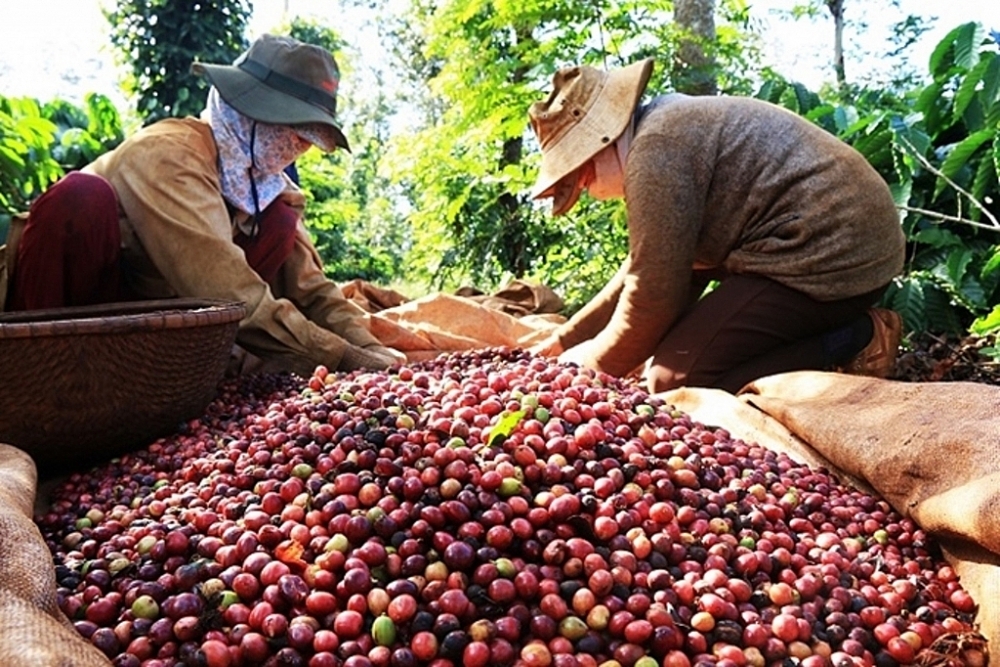 Việt Nam xuất khẩu gần 9 tỷ USD cà phê nhưng phần lớn vẫn là sản phẩm thô