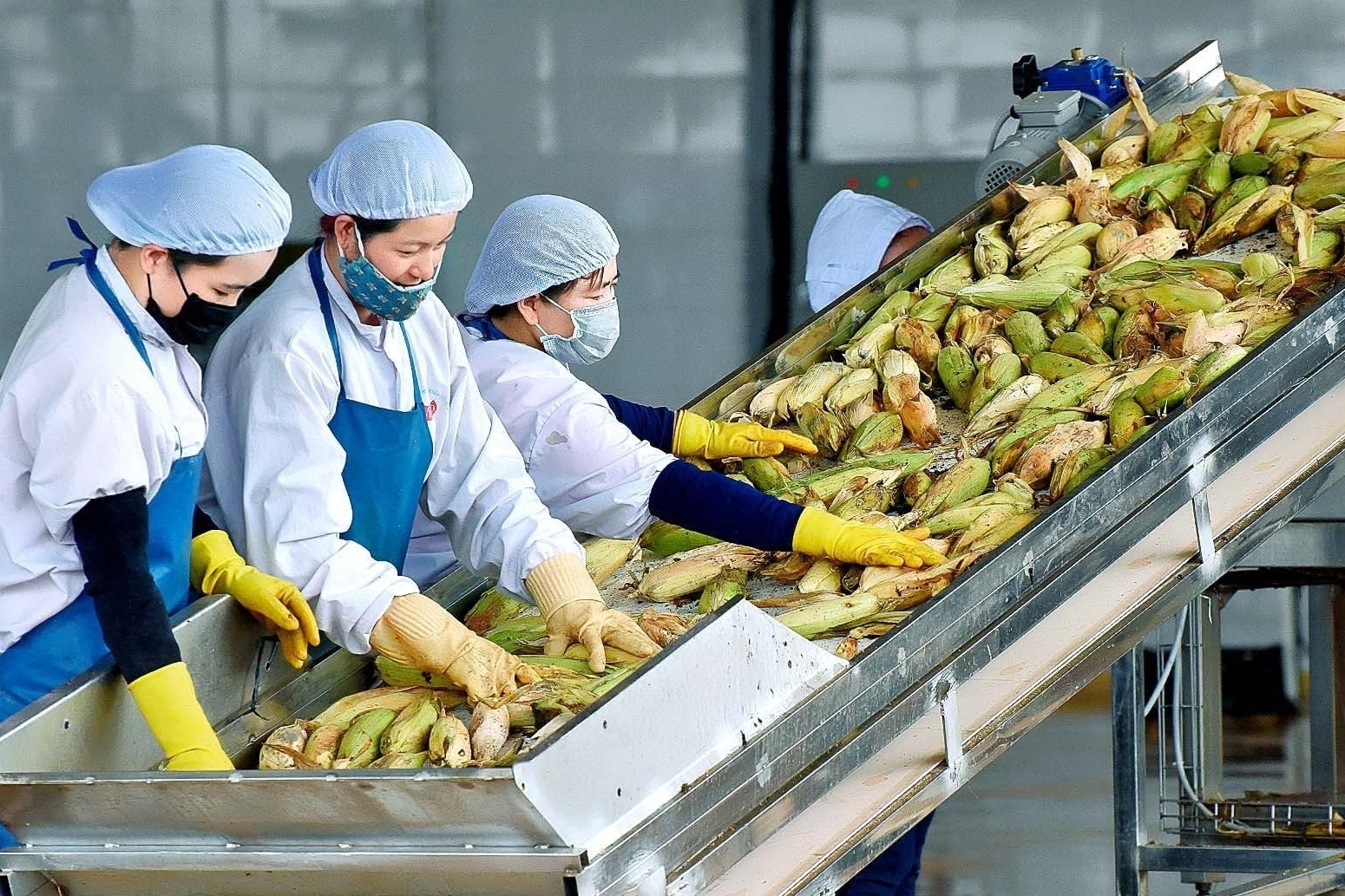 Doanh nghiệp mua bán nông sản: Trường hợp nào được khấu trừ thuế GTGT?