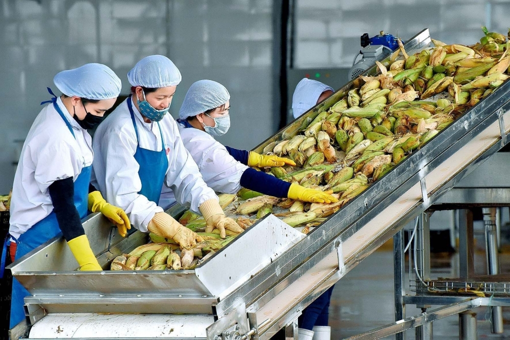 Doanh nghiệp mua bán nông sản: Trường hợp nào được khấu trừ thuế GTGT?