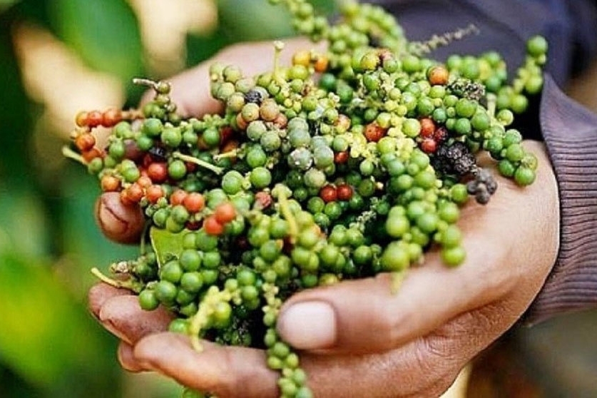 Xuất khẩu hồ tiêu tháng 1 tăng 66,2% so với cùng kỳ