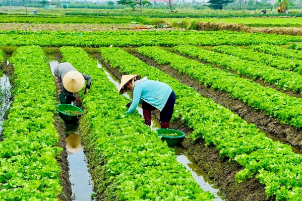 Định hướng và cơ hội phát triển nông nghiệp hữu cơ tương xứng với tiềm năng