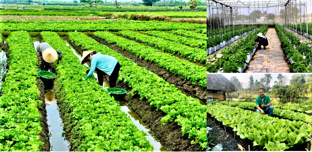 Định hướng và cơ hội phát triển nông nghiệp hữu cơ tương xứng với tiềm năng