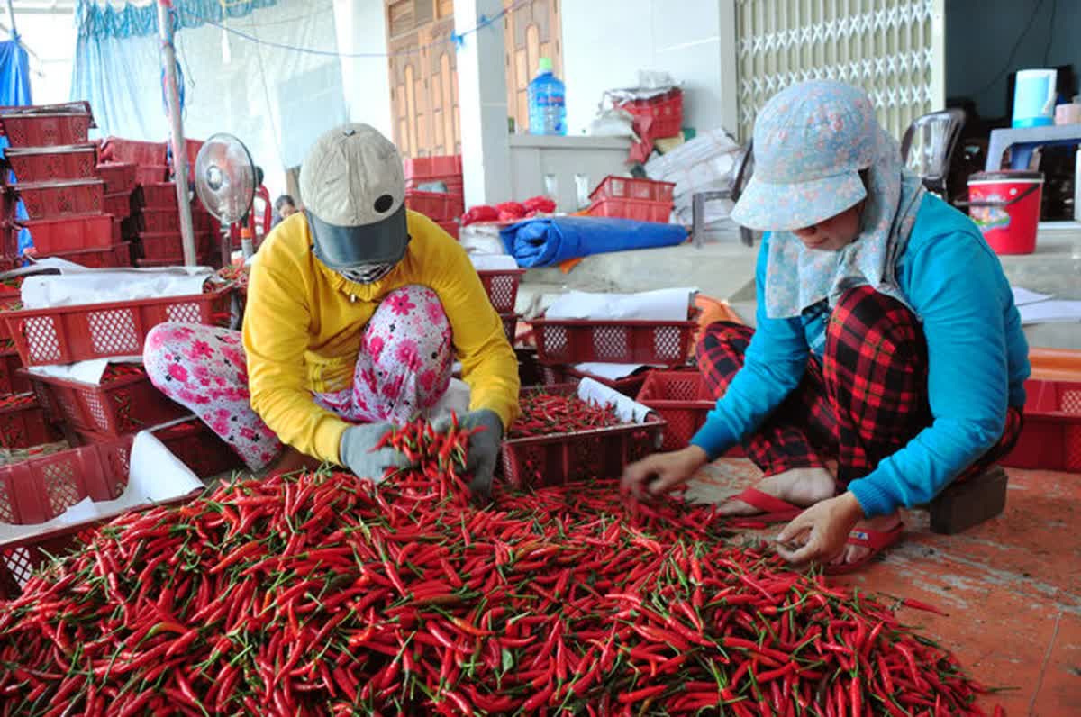 Sản phẩm ớt của Việt Nam được xuất khẩu tới nhiều thị trường trên thế giới.  