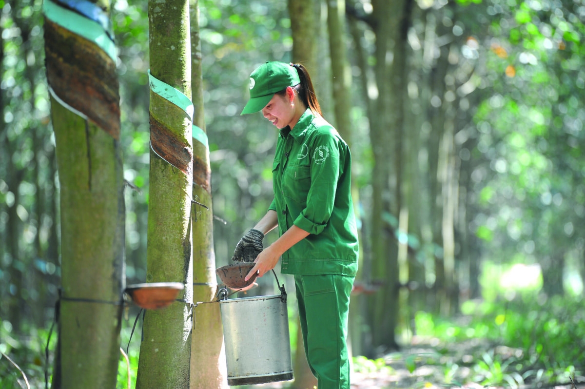 Ngành cao su phấn đấu bứt phá tăng trưởng