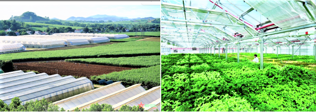 Thanh Hóa phát triển nông nghiệp xanh, bền vững Thanh Hóa phát triển nông nghiệp xanh, bền vững
