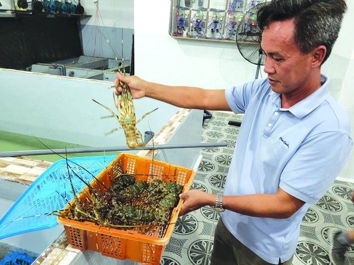 Tôm hùm xuất khẩu sang Trung Quốc