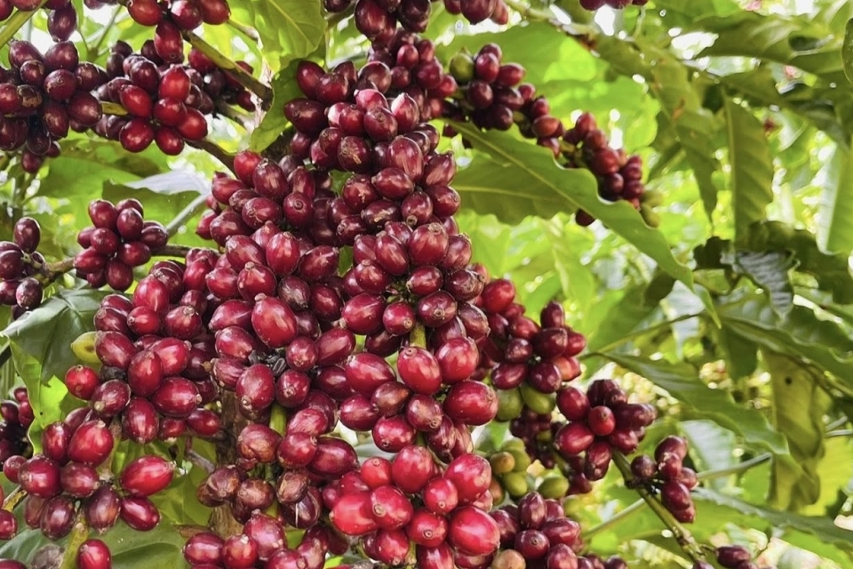 Các nhóm hàng xuất khẩu ngành nông nghiệp đua nhau tăng trưởng