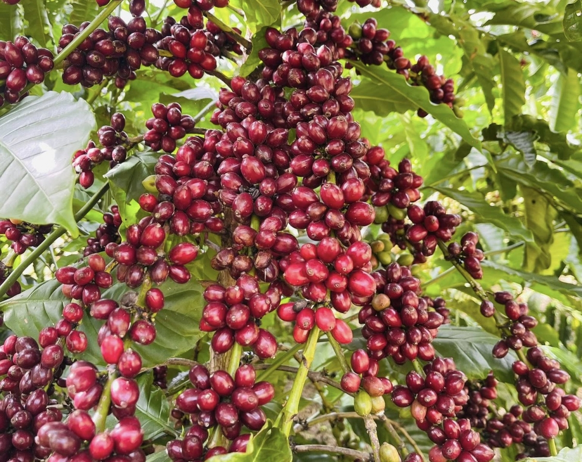 Các nhóm hàng xuất khẩu ngành nông nghiệp đua nhau tăng trưởng
