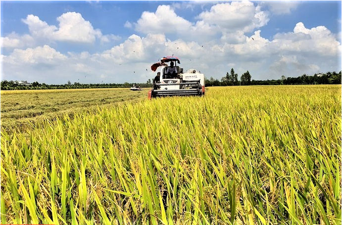 Ngành lúa gạo tăng tốc chuyển đổi xanh, mở rộng dư địa từ thị trường carbon Ngành lúa gạo tăng tốc chuyển đổi xanh, mở rộng dư địa từ thị trường carbon