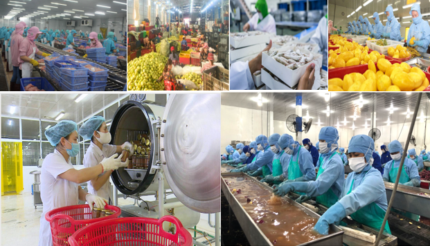 Công nghệ bảo quản - chìa khóa nâng giá trị và mở rộng thị trường nông sản Việt Công nghệ bảo quản - chìa khóa nâng giá trị và mở rộng thị trường nông sản Việt