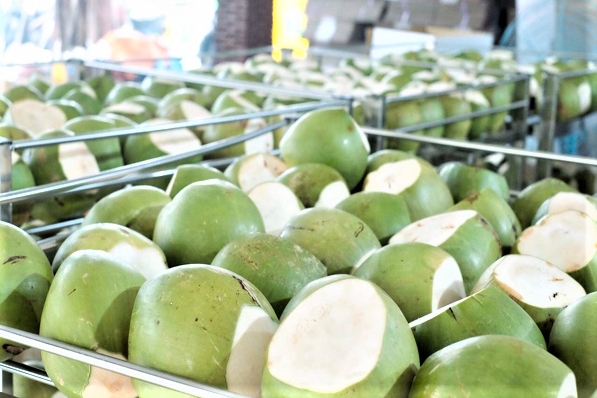 Phát triển dừa phát thải thấp mở ra hướng đi chiến lược cho nông nghiệp xanh