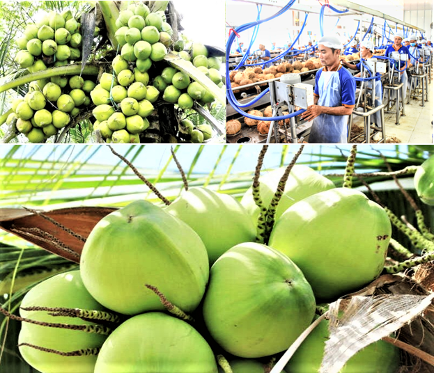 Phát triển dừa phát thải thấp mở ra hướng đi chiến lược cho nông nghiệp xanh