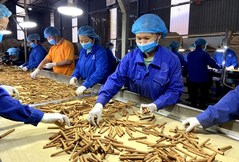 Ấn Độ và Hoa Kỳ tiếp tục là hai điểm đến xuất khẩu lớn nhất của quế Việt Nam.