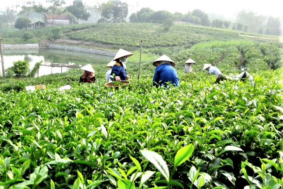Thái Nguyên chuyển đổi trồng trọt phát thải thấp, thích ứng biến đổi khí hậu