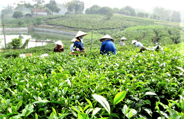 Thái Nguyên chuyển đổi trồng trọt phát thải thấp, thích ứng biến đổi khí hậu Thái Nguyên chuyển đổi trồng trọt phát thải thấp, thích ứng biến đổi khí hậu