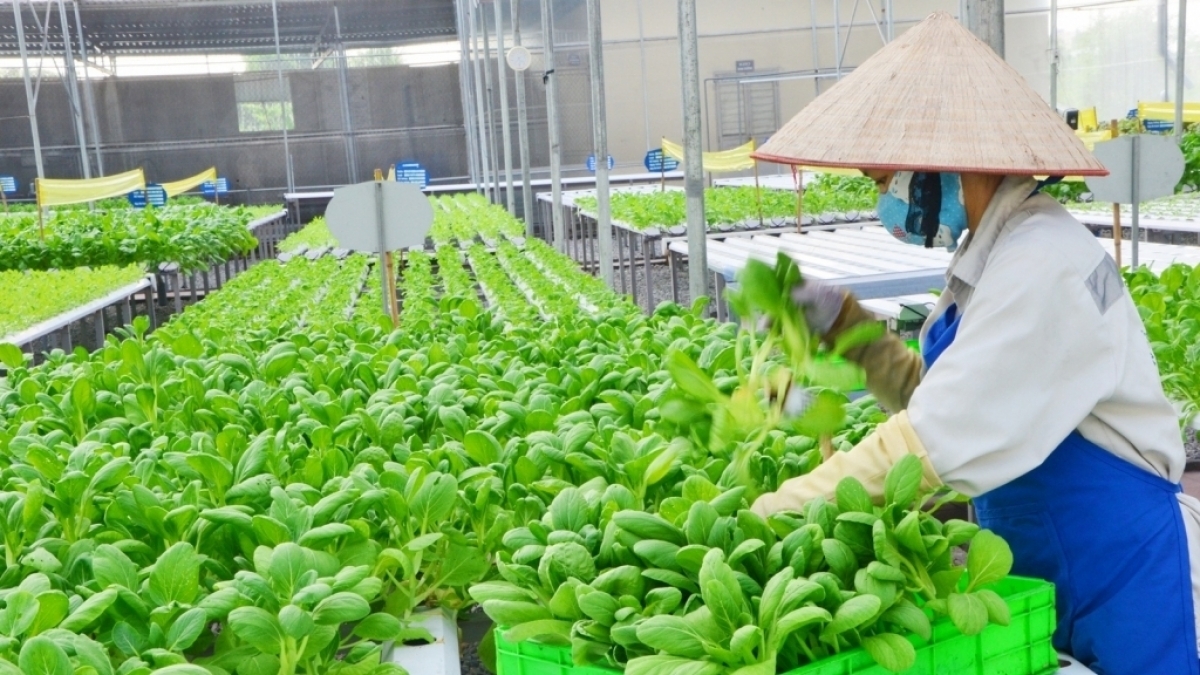 Giải bài toán chi phí để nâng tầm giá trị kinh tế nông sản Giải bài toán chi phí để nâng tầm giá trị kinh tế nông sản
