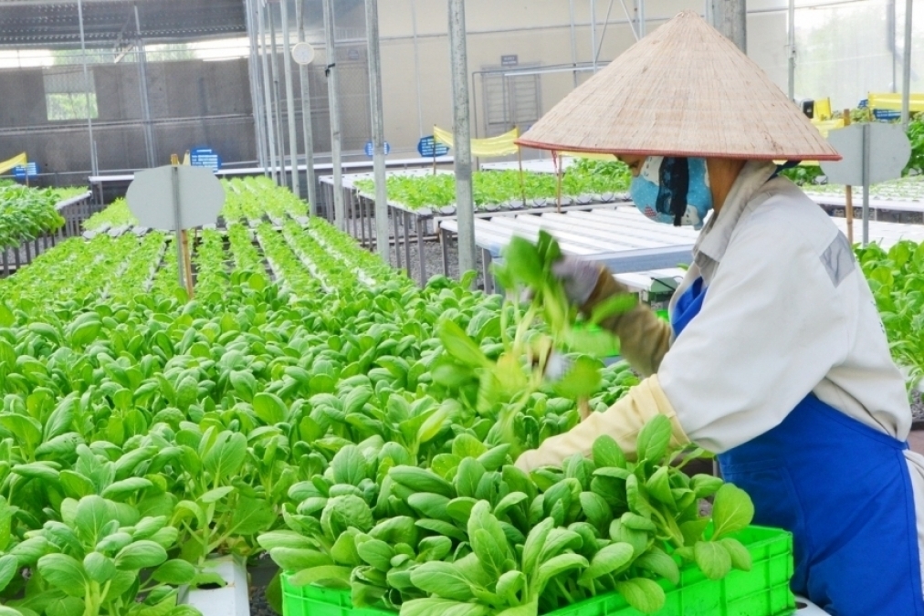 Giải bài toán chi phí để nâng tầm giá trị kinh tế nông sản