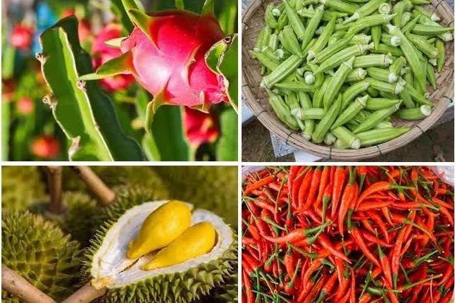 Thanh long, ớt, sầu riêng thuộc diện kiểm soát tăng cường khi nhập khẩu vào EU