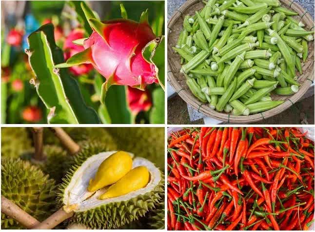 Thanh long, ớt, sầu riêng thuộc diện kiểm soát tăng cường khi nhập khẩu vào EU
