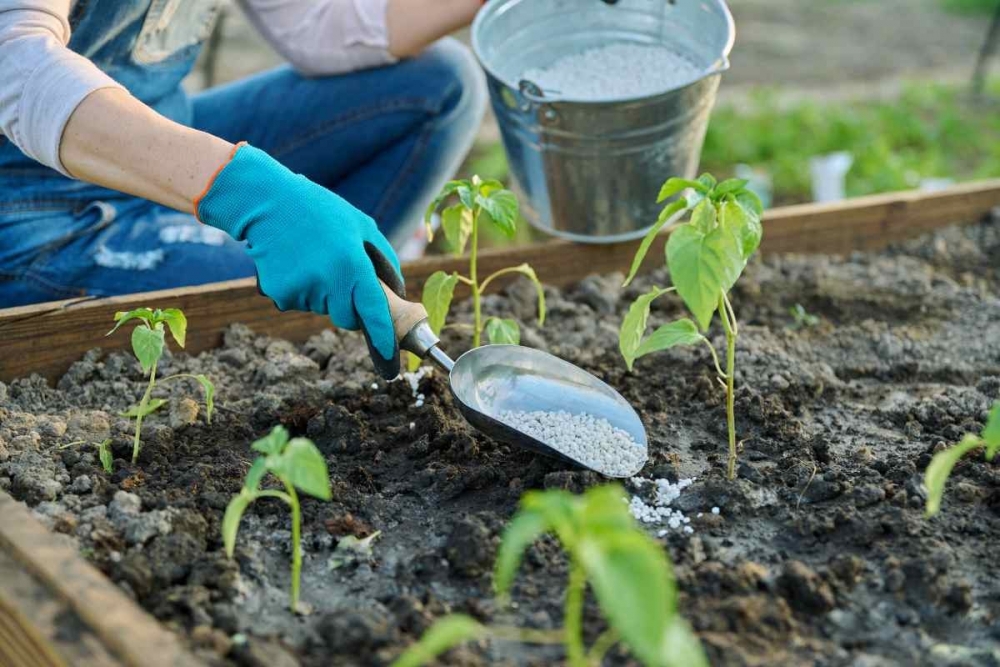 Kiểm soát giá phân bón, giảm chi phí sản xuất cho nông nghiệp Kiểm soát giá phân bón, giảm chi phí sản xuất cho nông nghiệp