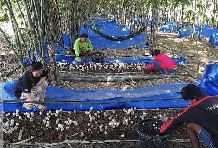Lâm Đồng: Gần 90.000 hộ nông dân có cơ hội tham gia kinh tế xanh