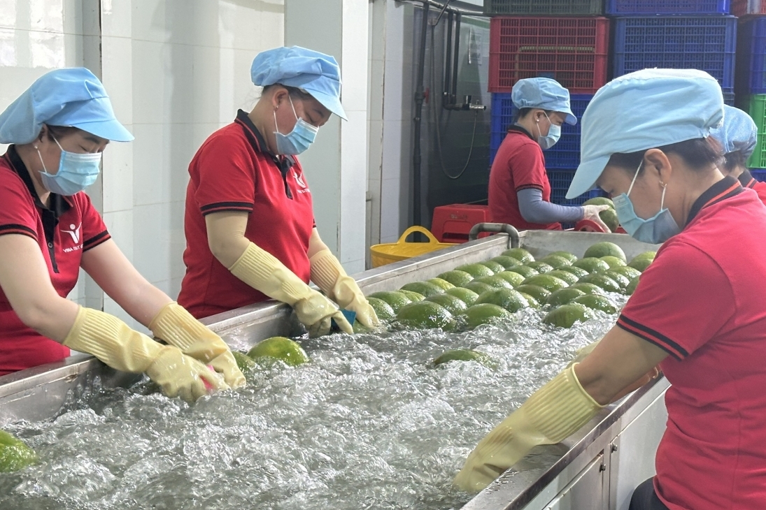 Rộng đường xuất khẩu bưởi, chanh sang Trung Quốc