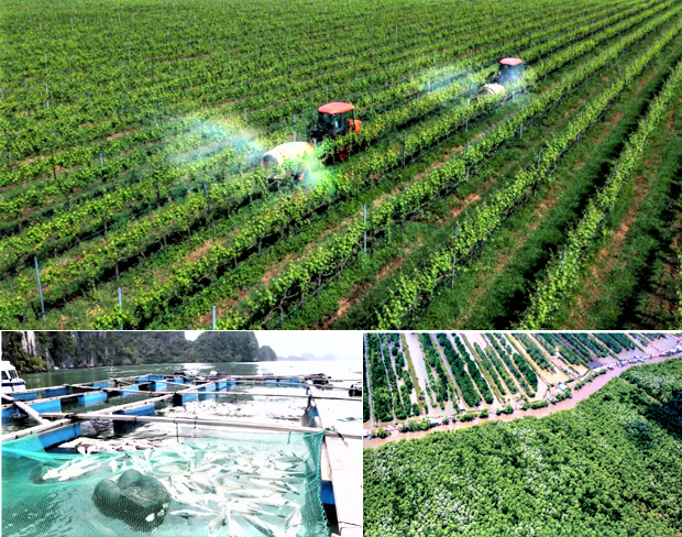 Phát triển nông nghiệp: ưu tiên nâng cao hiệu quả thay vì mở rộng quy mô